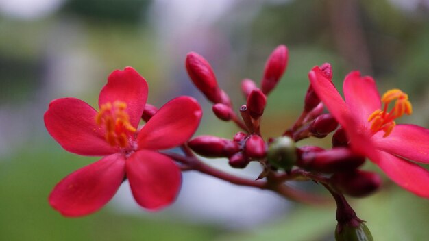 Close-up of red flowering plant