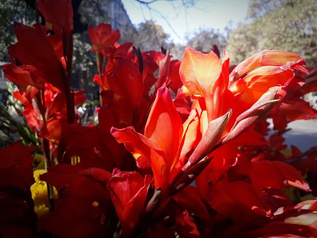 Close-up of red flowering plant