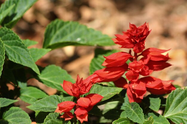 Foto prossimo piano di una pianta a fiori rossi