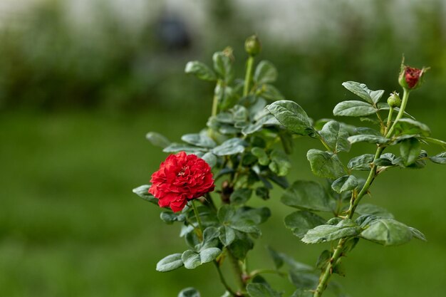 Prossimo piano di una pianta a fiori rossi