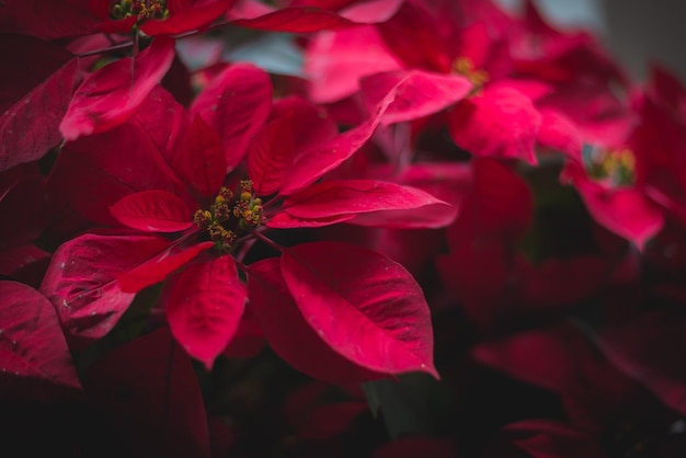 Close-up of red flowering plant