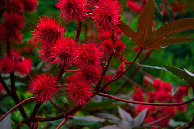 赤い花を ⁇ かせる植物のクローズアップ