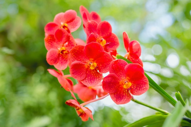 Close-up of red flowering plant