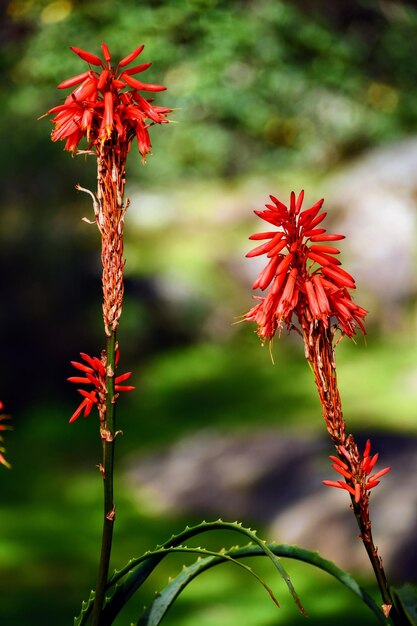 Foto prossimo piano di una pianta a fiori rossi