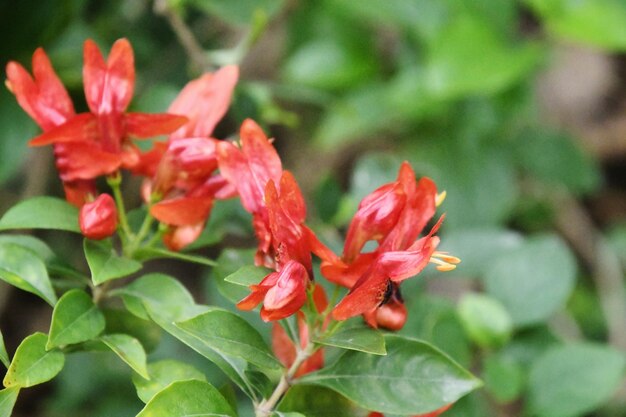 Photo close-up of red flowering plant