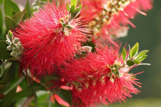 Close-up of red flowering plant