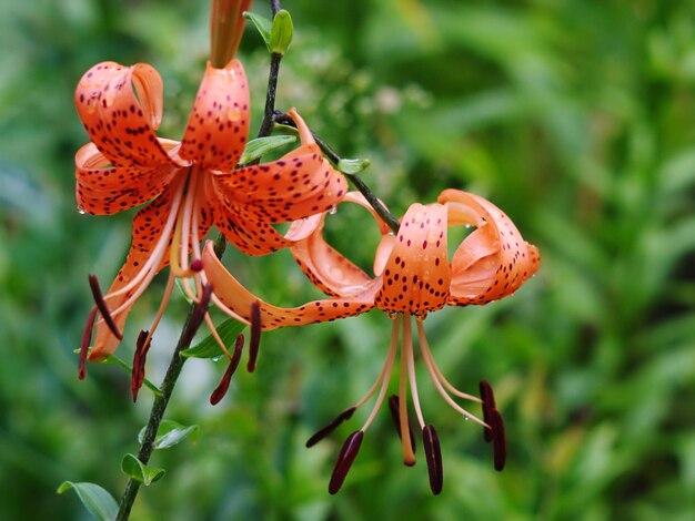 Photo close-up of red flowering plant