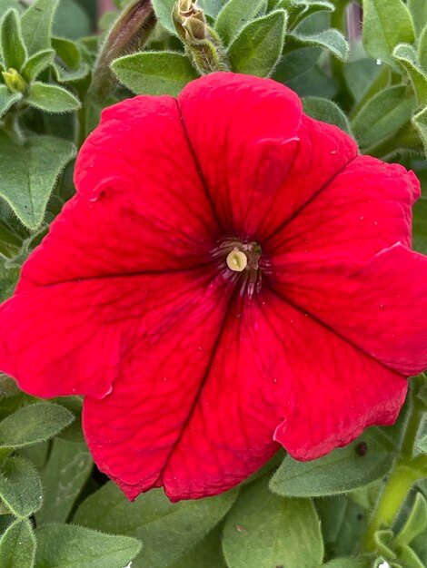 Close-up of red flowering plant