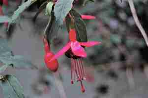 Photo close-up of red flowering plant