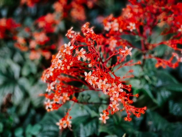 Близкий план красного цветущего растения