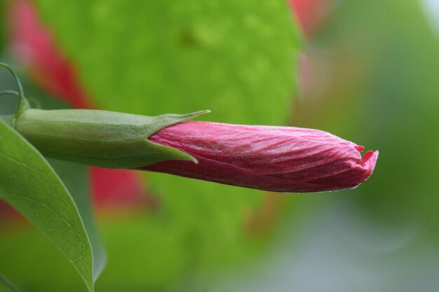 Close-up of red flowering plant