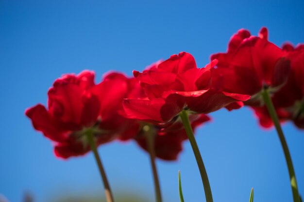 Close-up of red flowering plants against blue sky