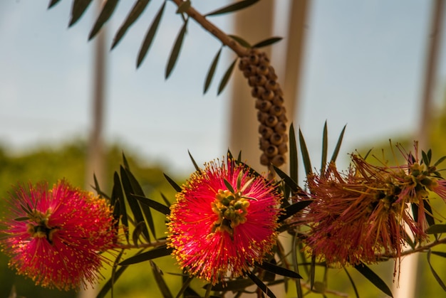 Close-up of red flowering plants against sky