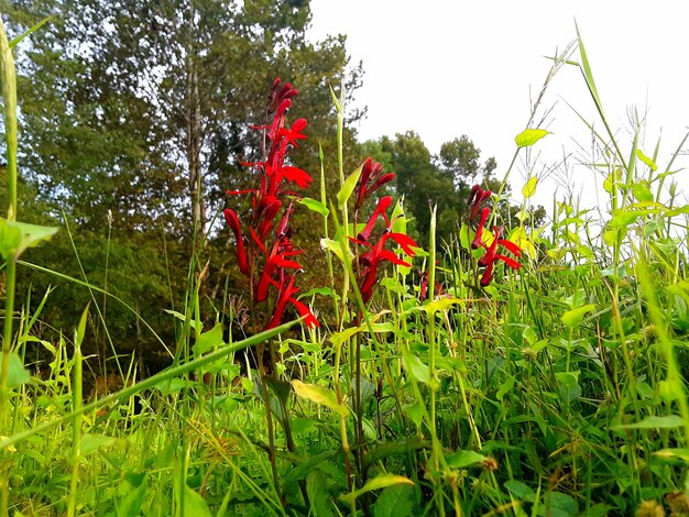 Close-up of red flowering plants on field against sky