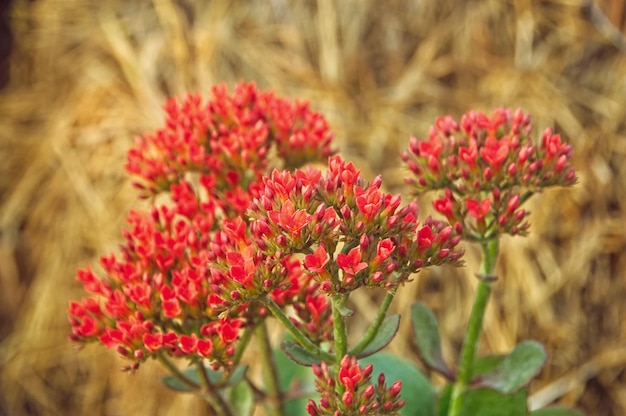 Photo close-up of red flowering plants on field