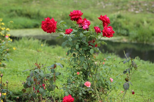 Photo close-up of red flowering plants on field