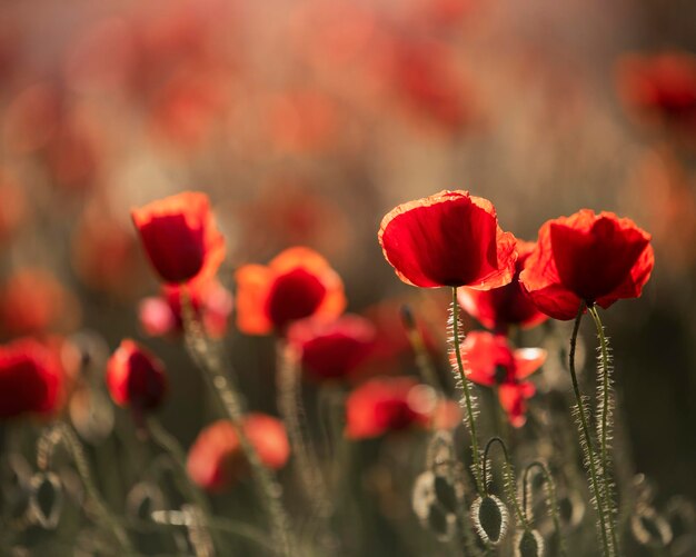 Photo close-up of red flowering plants on field