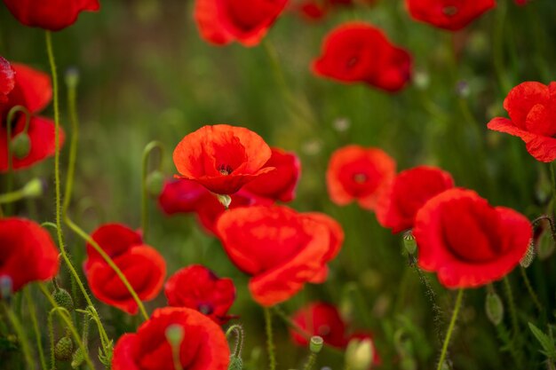 Close-up of red flowering plants on field