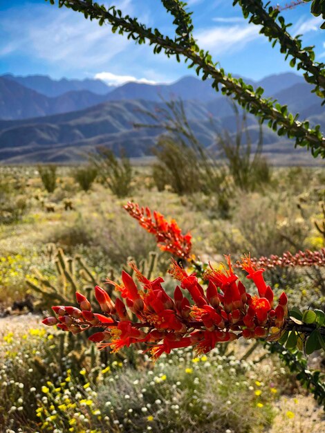 Close-up of red flowering plants on field