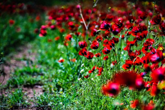 Close-up of red flowering plants on field