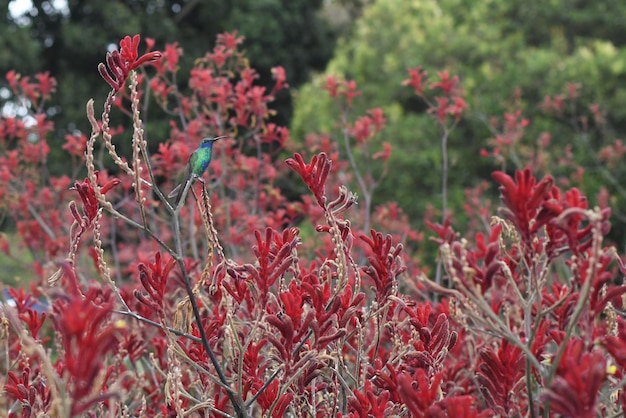 Close-up of red flowering plants on field