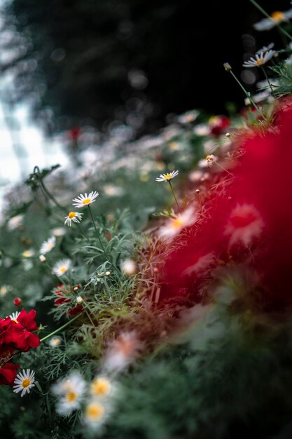 close-up of red flowering plants on field