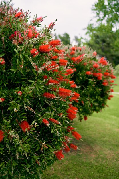 Foto close-up di piante a fiore rosso in un parco
