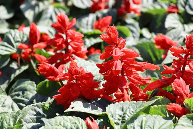 赤い花の植物のクローズアップ