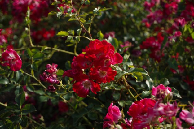 Close-up of red flowering plants