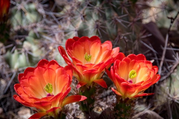 Close-up of red flowering plants