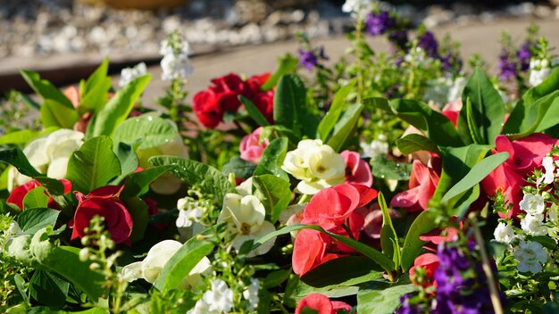 Close-up of red flowering plants