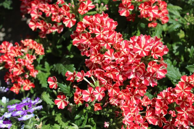 Foto close-up di piante a fiore rosso