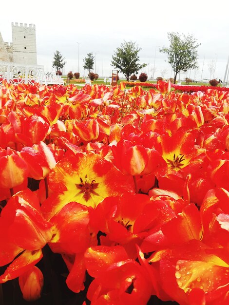 Close-up of red flowering plants