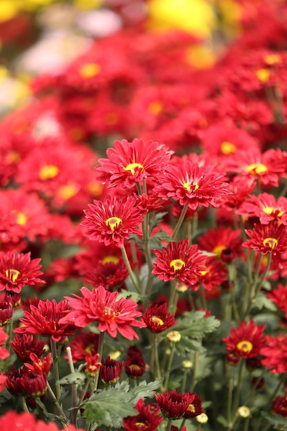 Close-up of red flowering plants