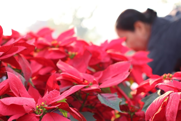 Close-up of red flowering plants