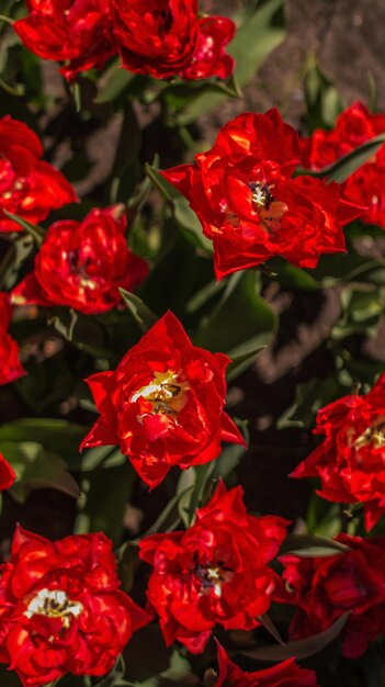 Photo close-up of red flowering plants