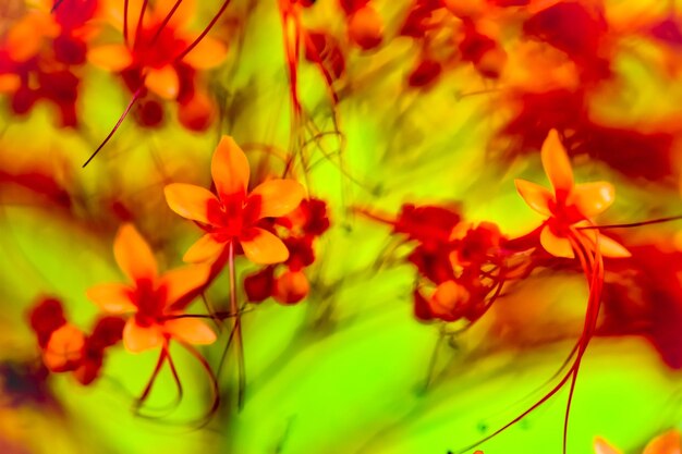 Close-up of red flowering plants