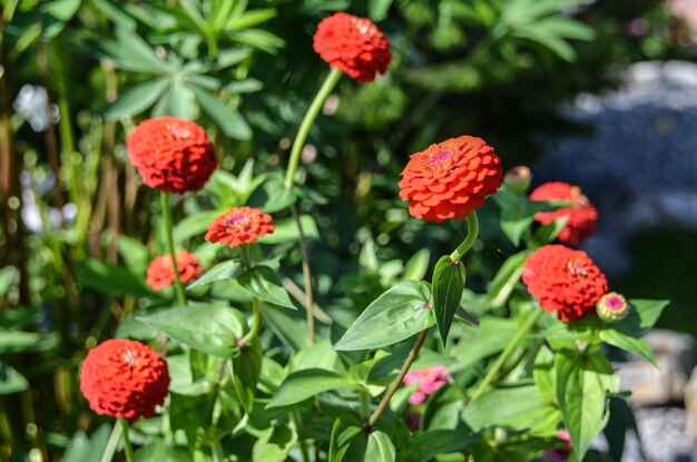 Close-up of red flowering plants