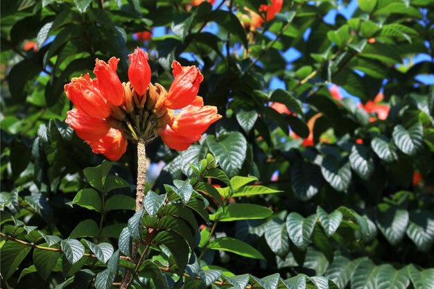 Photo close-up of red flowering plants