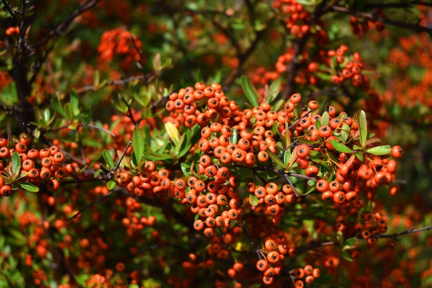 Close-up of red flowering plants