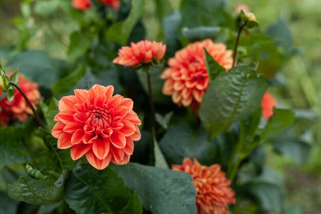 Foto close-up di piante a fiori rossi