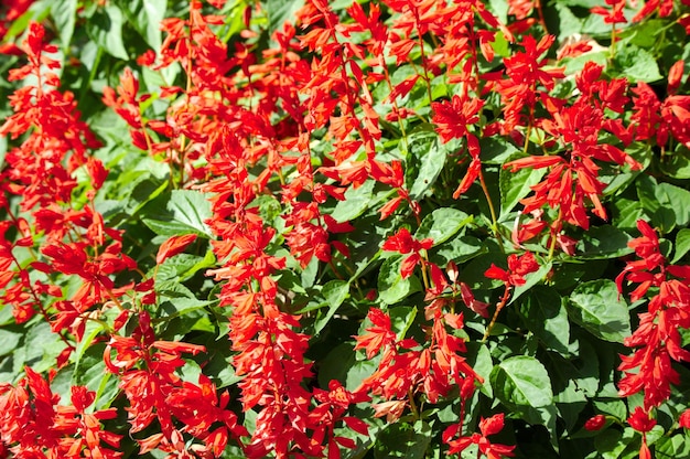 Close-up of red flowering plants