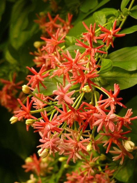 Photo close-up of red flowering plants