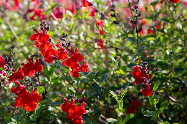 Close-up of red flowering plants