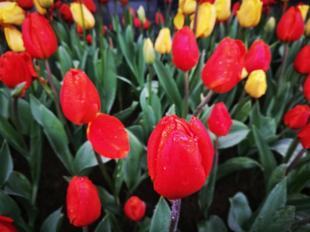 Photo close-up of red flowering plants