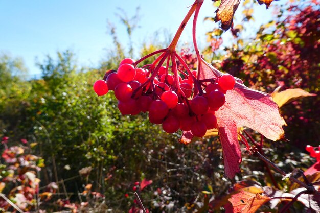 Close-up of red flowering plants