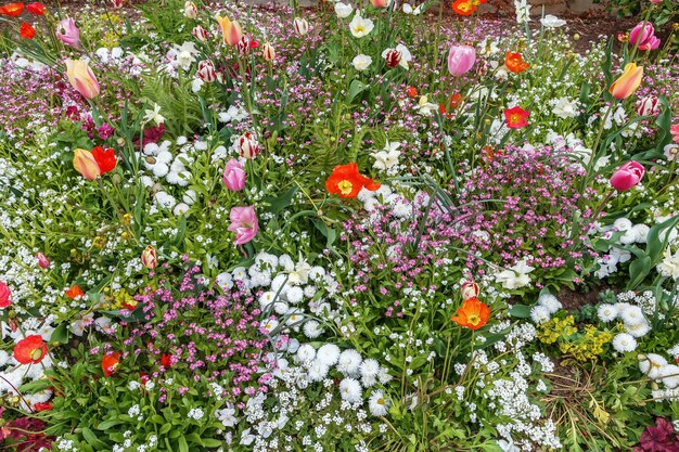 Photo close-up of red flowering plants