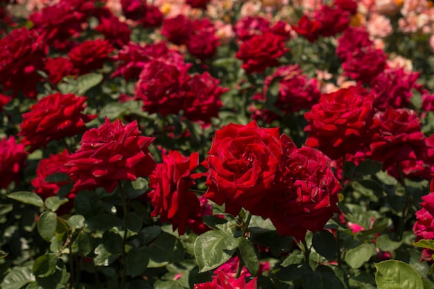 Close-up of red flowering plants