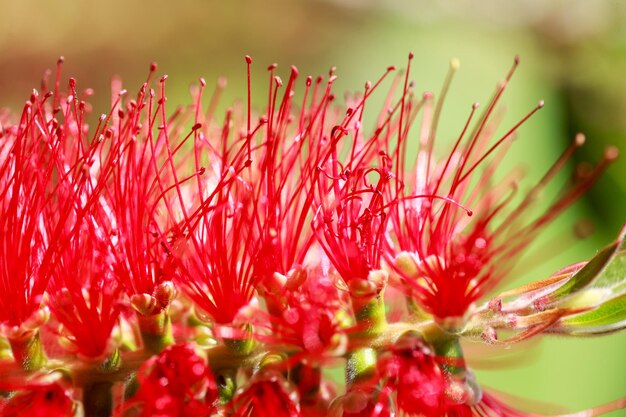 Close-up of red flowering plants