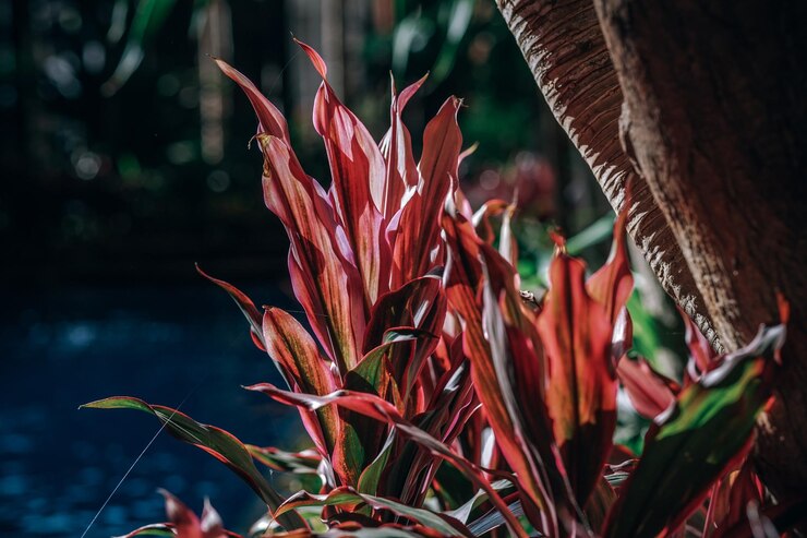Photo 赤い花の植物のクローズアップ